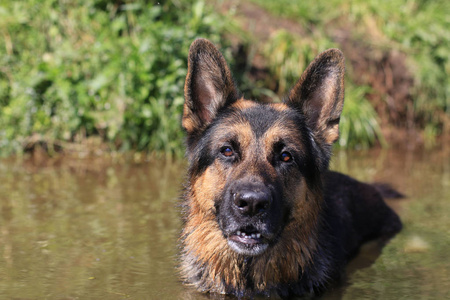 在水中，夏日湿的狗德国牧羊犬