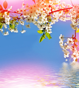 春天的风景。樱桃的花枝