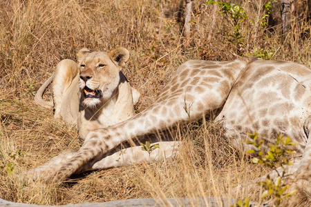 非洲狮在南非狩猎保护区吃长颈鹿