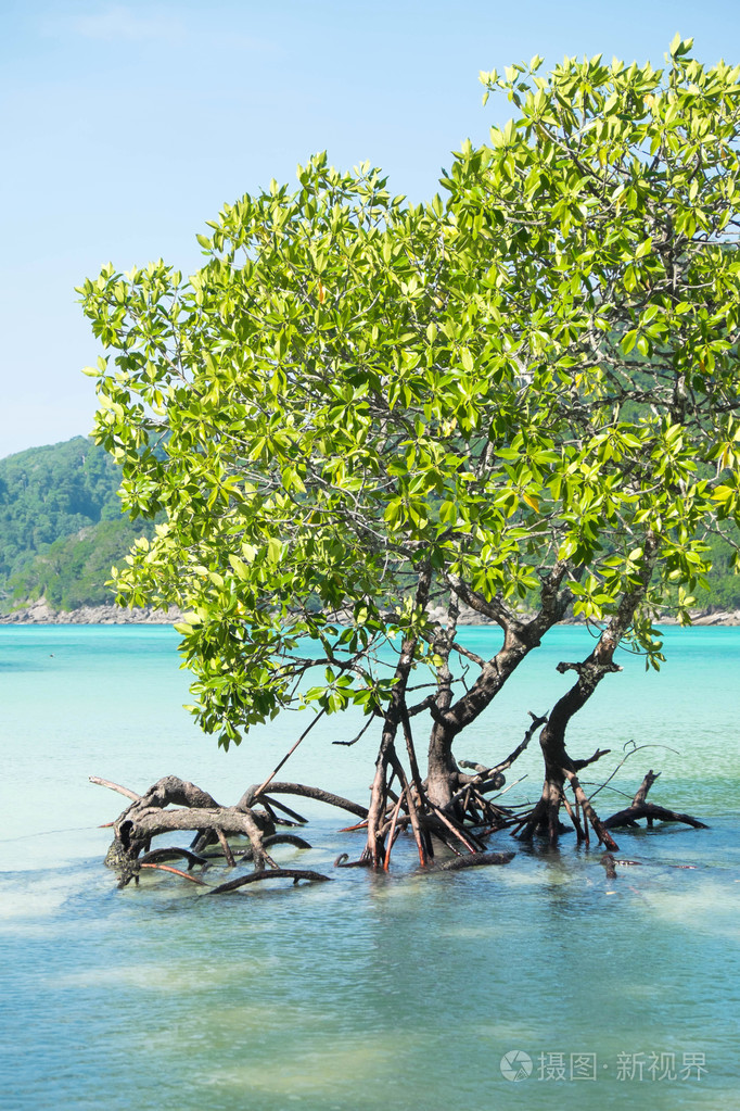 红树植物对海