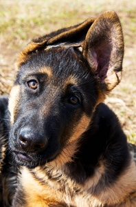 德国牧羊犬小狗