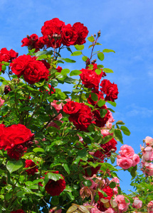 在晴朗的天空背景上的红色和粉色玫瑰