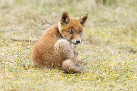 小可爱红狐狸幼崽