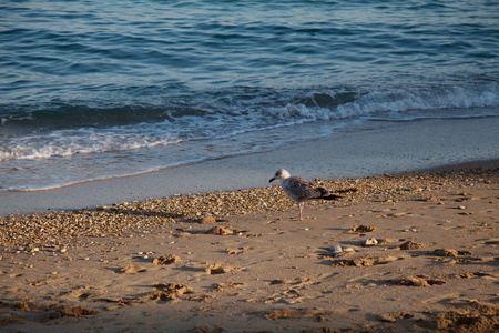 在海边沙滩上的海鸥鸟