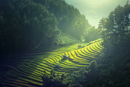 越南稻田上梯田在雨季在木仓柴