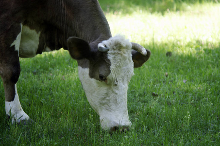 奶牛吃草。把吃草的牛头关上。草地奶牛的近距离放牧