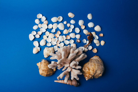 贝壳, 海马, 珊瑚在蓝色背景, flatplay。不活, 干海马站在珊瑚和贝壳旁边
