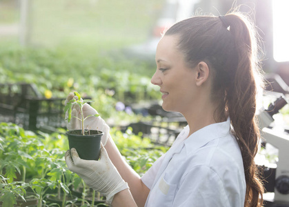 美丽的年轻女子农艺师在温室花盆中抱苗, 并以显微镜为背景。植物保护与生产力改善理念