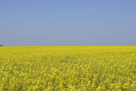 油菜田。黄色的油菜花, 田野景观。蓝天与田野上的