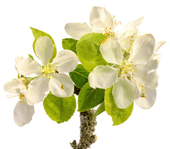 白色苹果花的树枝被隔离在白背景上