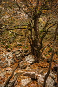 秋季景观与河