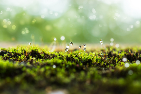 绿色的青苔在森林里