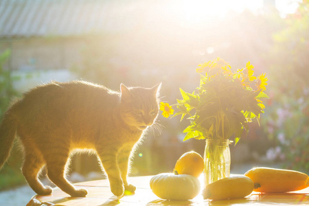 太阳束下桌上的猫