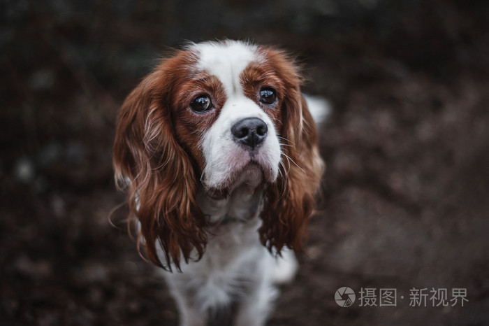 骑士国王查尔斯宾格犬