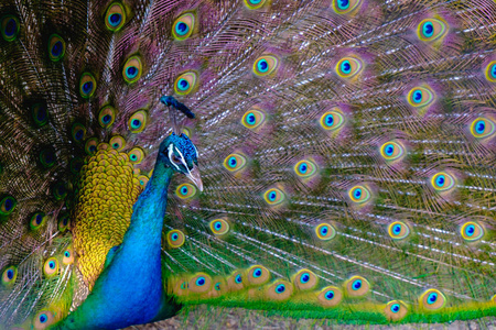 美丽的雄性孔雀扩大身上的羽毛，动物背景