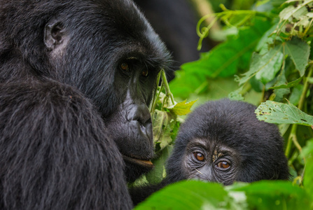 母亲刚果大猩猩与幼崽