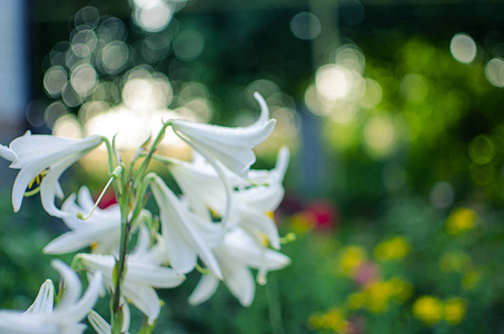 美丽的百合花成长在夏天在新鲜的空气