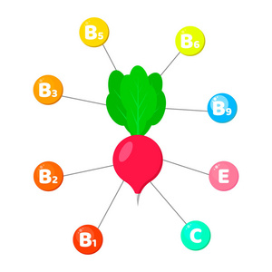 图表.蔬菜中含有的维生素。在有色圆圈中跟踪元素。萝卜