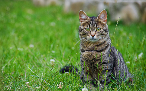 猫在绿草上的清新空气中漫步图片