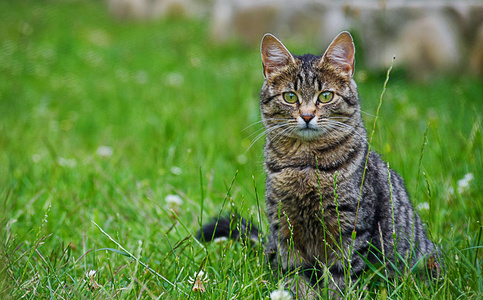 猫在绿草上的清新空气中漫步