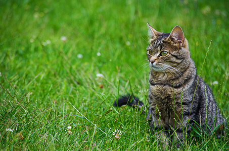 猫在绿草上的清新空气中漫步