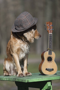 帽子 吉他手 印地 岩石 夏威夷四弦琴 吉他 服装 可爱，墨西哥，宠物，动物，小狗 红 流行 节奏 执行者