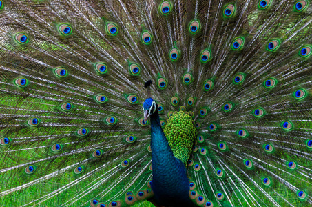孔雀孔雀美丽的尾巴显示图案绿色斑点