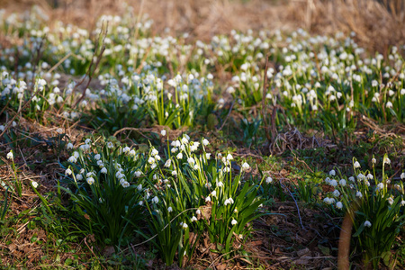 白色的雪花春花 leucojum 弗纳姆，春天 bac