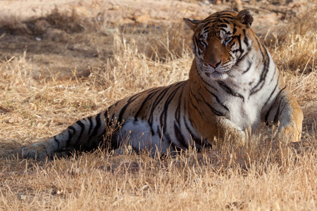 一只漂亮的老虎躺在草地上
