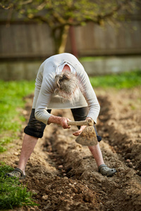 老妇人农夫在她的庭院里种植土豆