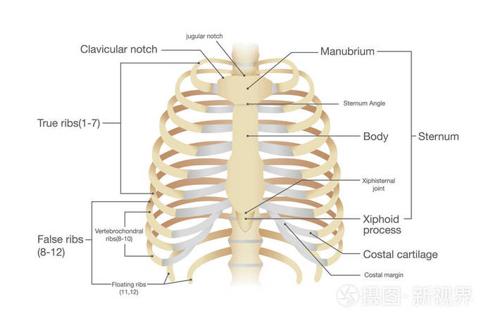 人类的肋骨的解剖