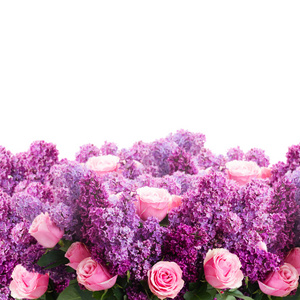 淡紫色的花玫瑰
