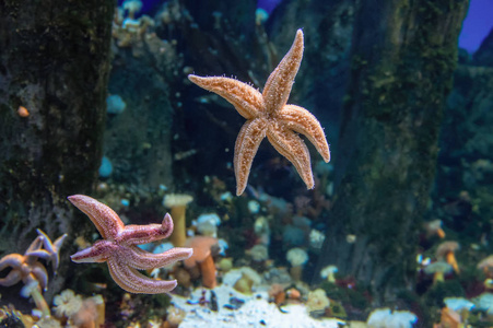 海洋水族馆玻璃上的神奇海星图片