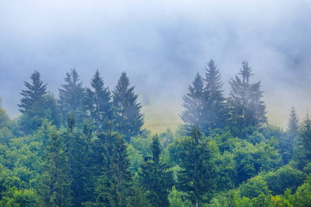 薄雾中的绿色松树林, 自然背景
