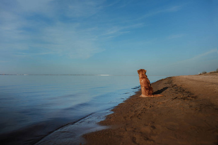 狗坐在沙滩上看海