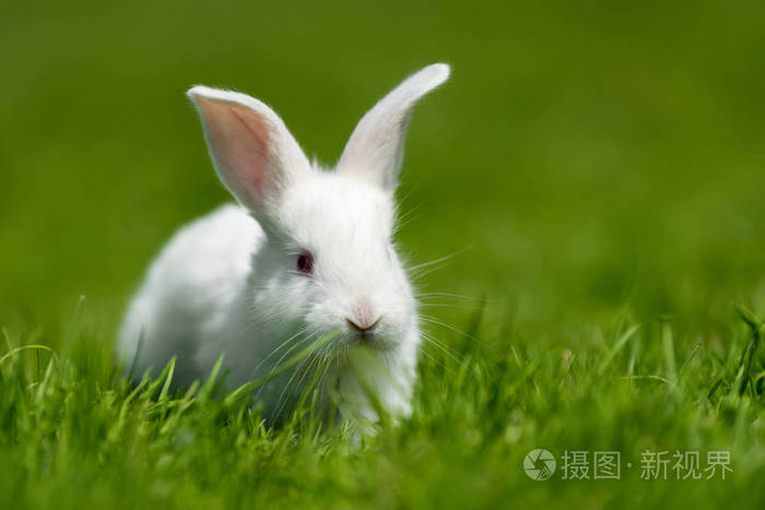 在夏日的绿色草地上的小白兔照片-正版商用图片0oxixz-摄图新视界