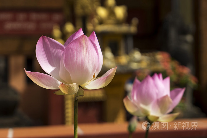 两朵花的莲花