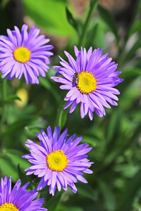高山紫菀 Aster 犬。蓝色的花朵装饰花园植物