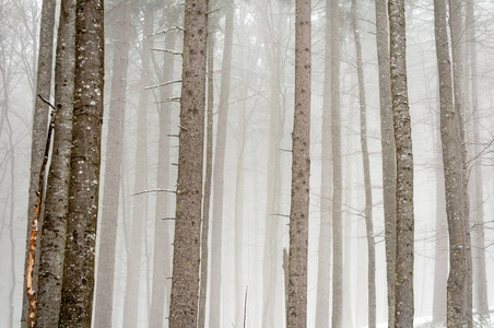 冬季多雾的森林场景