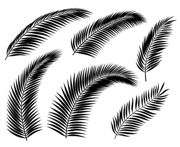 一组棕榈叶和树枝黑色剪影, 在白色隔离
