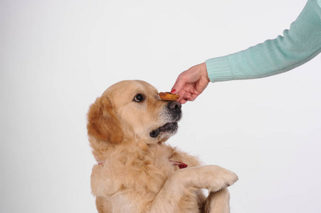 看了蛋糕上的搞笑拉布拉多金毛猎犬