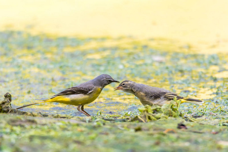 灰鹡鸰 Motacilla cinerea 成人与雏鸟