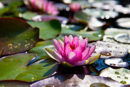 美丽的粉红色莲花，在一个池塘里的水厂