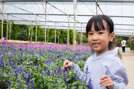 亚洲华人小女孩摆在薰衣草野外户外