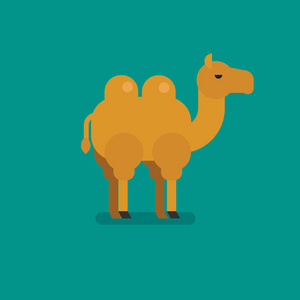 骆驼的平插图