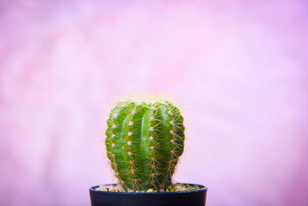 仙人掌在木静物上, 仙人掌植物在老式木材粉红色背景纹理