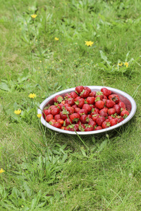 在花园里的成熟草莓碗。园艺嗜好