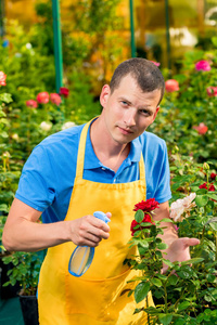园丁在温室里洒花与化学品