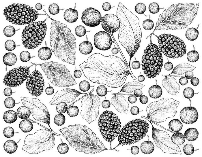 热带水果, 手绘素描的插画壁纸新鲜的甜黑色樱桃或李樱桃和黑色桑椹或