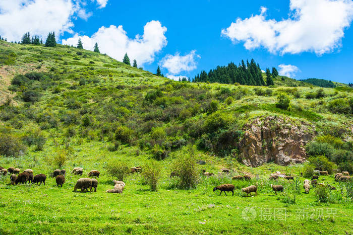 群羊放牧在山坡上吉尔吉斯斯坦